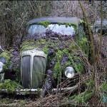 _45634248_vintageundergrowth