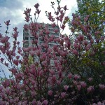 battersea-spring