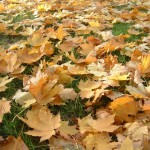 autum_leaves1