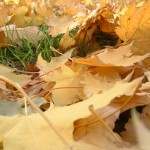 autum_leaves2