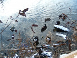 Cool Ducks Cool Ducks